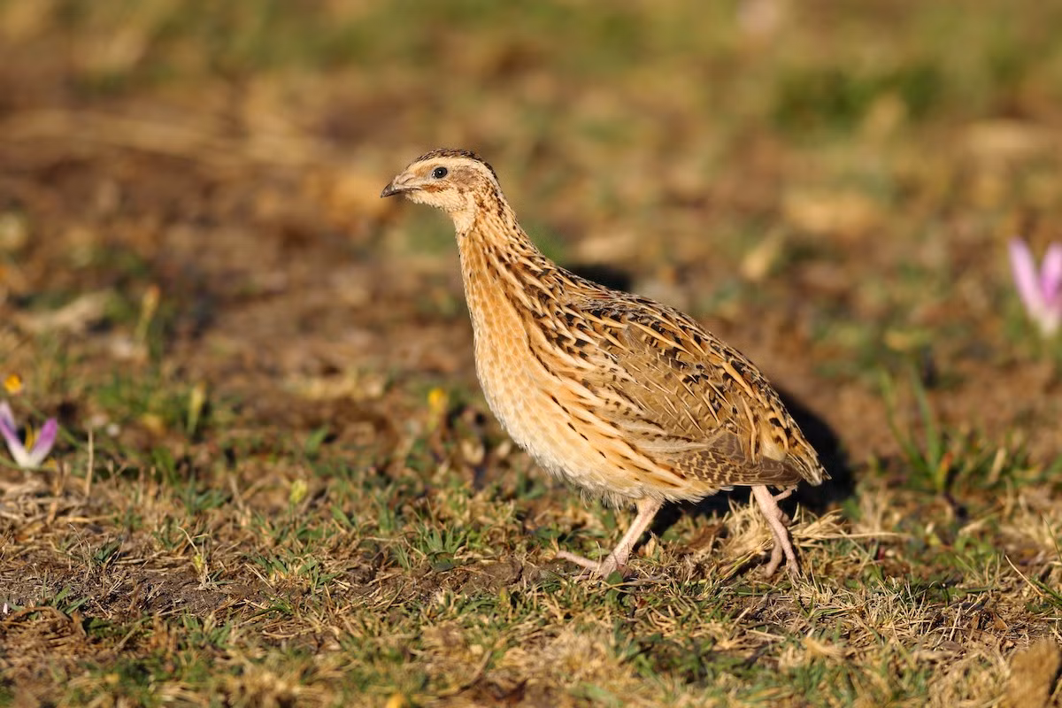 Chim cút châu Âu (Coturnix coturnix) dài 16-18 cm, sống ở đồng cỏ và vùng bán hoang mạc khắp châu Âu và phía Tây châu Á. Các quần thể ở phía Bắc vùng phân bố có tập tính di trú theo mùa, điều hiềm thấy ở các loài chim họ Gà.