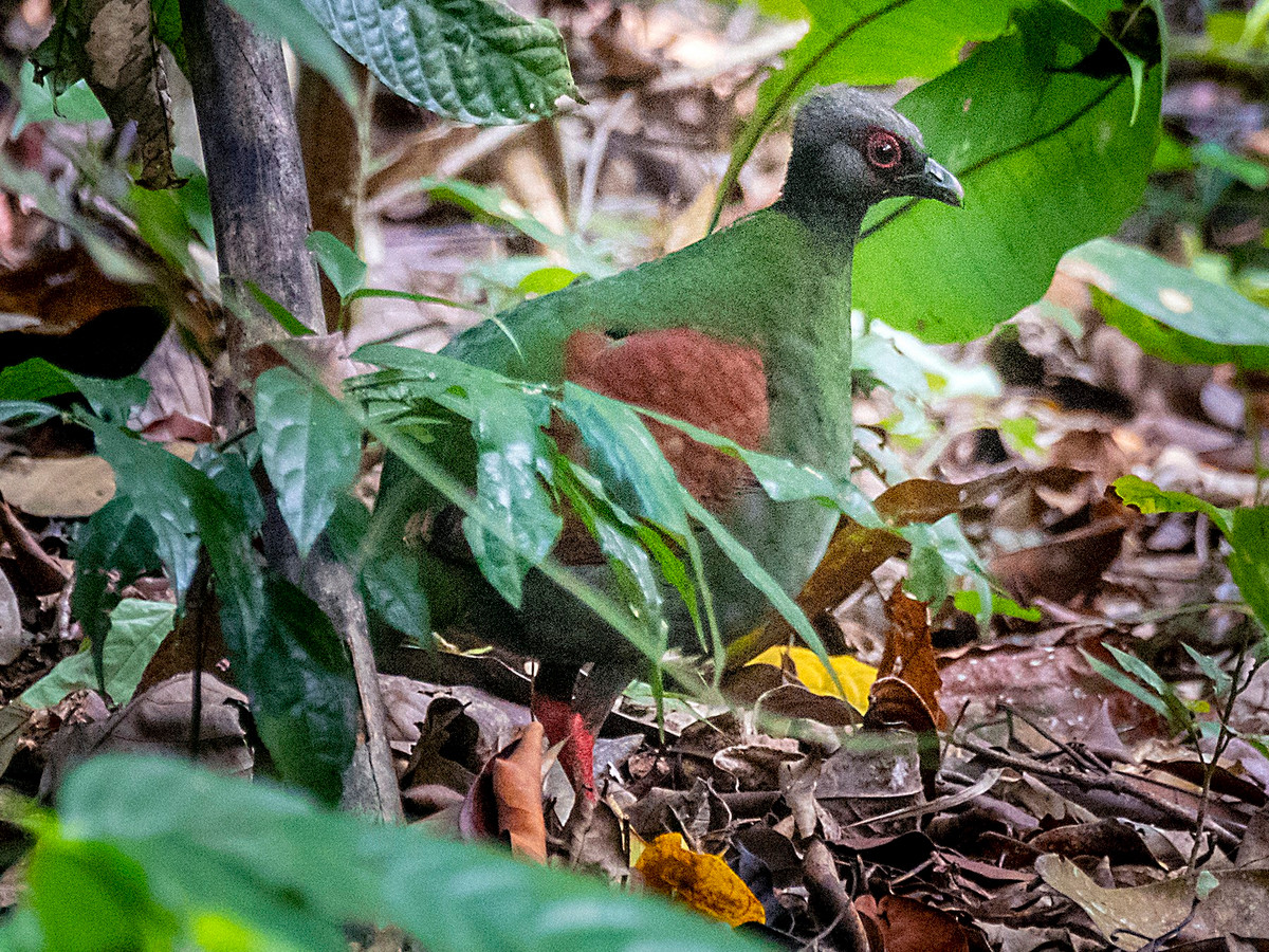 Gà so ngù đỏ (Rollulus rouloul) dài 26 cm, phân bố ở Đông Nam Á. Màu sắc của chúng nổi bật hơn đa số loài gà so khác. Con trống màu lam sẫm và có mào dạng ngù đỏ. Con mái màu xanh lục và không mào.