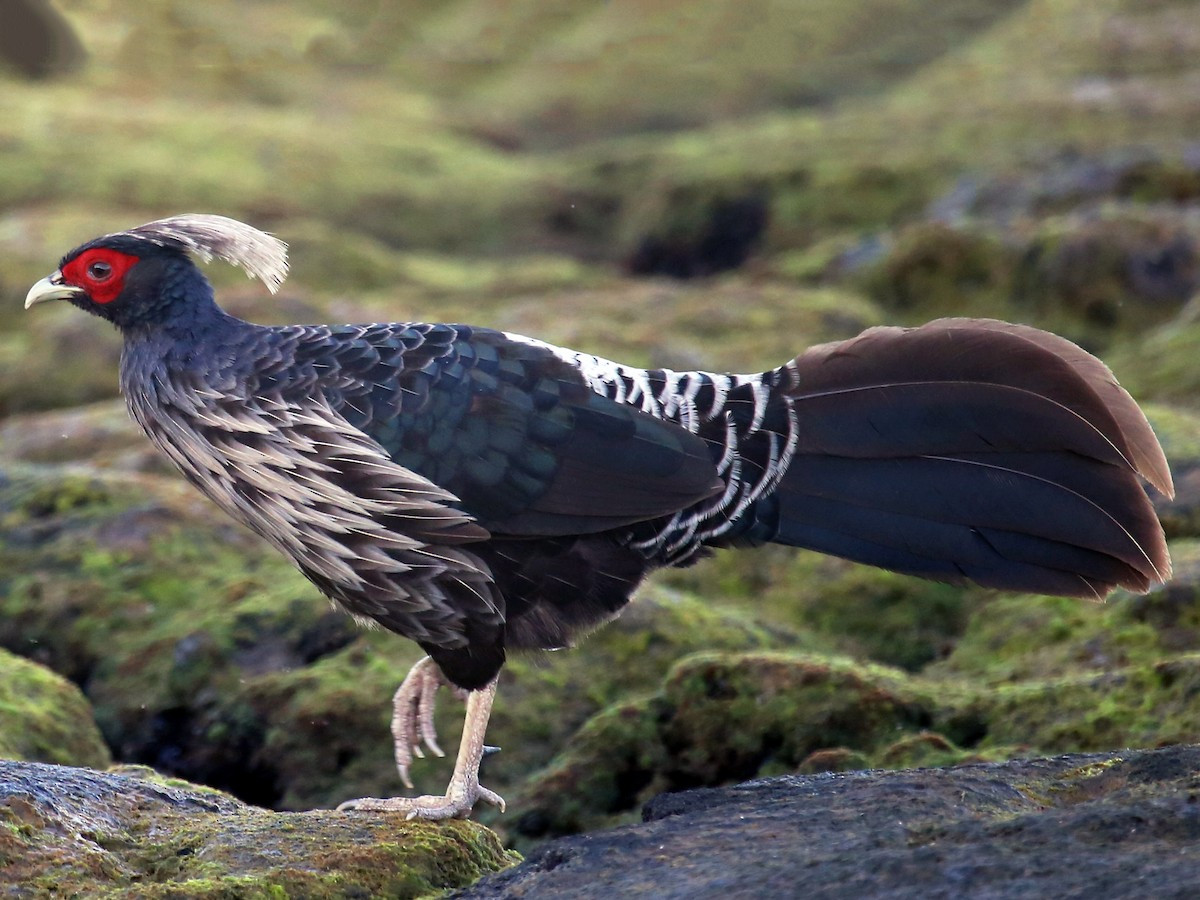 Gà lôi Kalij (Lophura leucomelanos) dài 55-75 cm, sống trong các khu rừng từ Himalaya đến Myanmar. Chúng được coi là biểu tượng của vùng lãnh thổ Jammu và Kashmir, Ấn Độ.