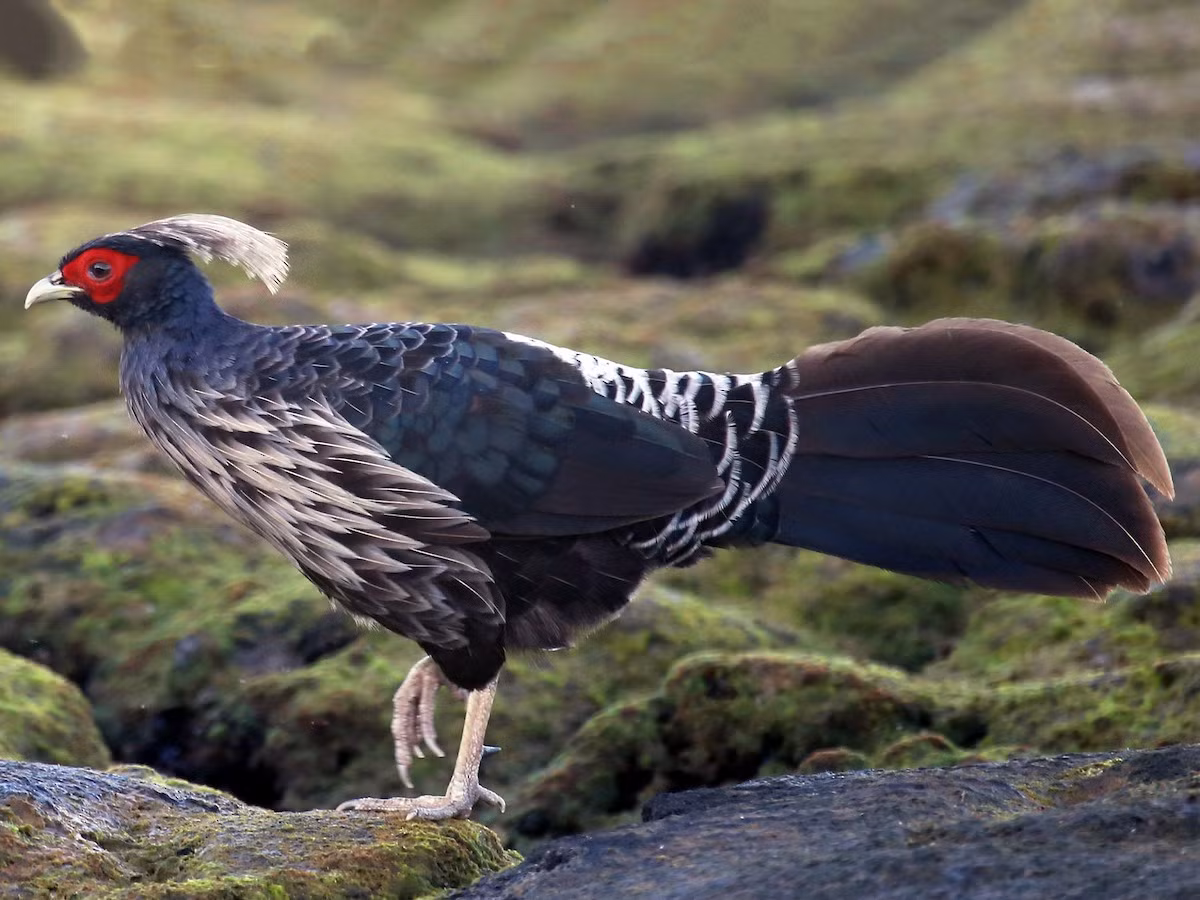Gà lôi Kalij (Lophura leucomelanos) dài 55-75 cm, sống trong các khu rừng từ Himalaya đến Myanmar. Chúng được coi là biểu tượng của vùng lãnh thổ Jammu và Kashmir, Ấn Độ.