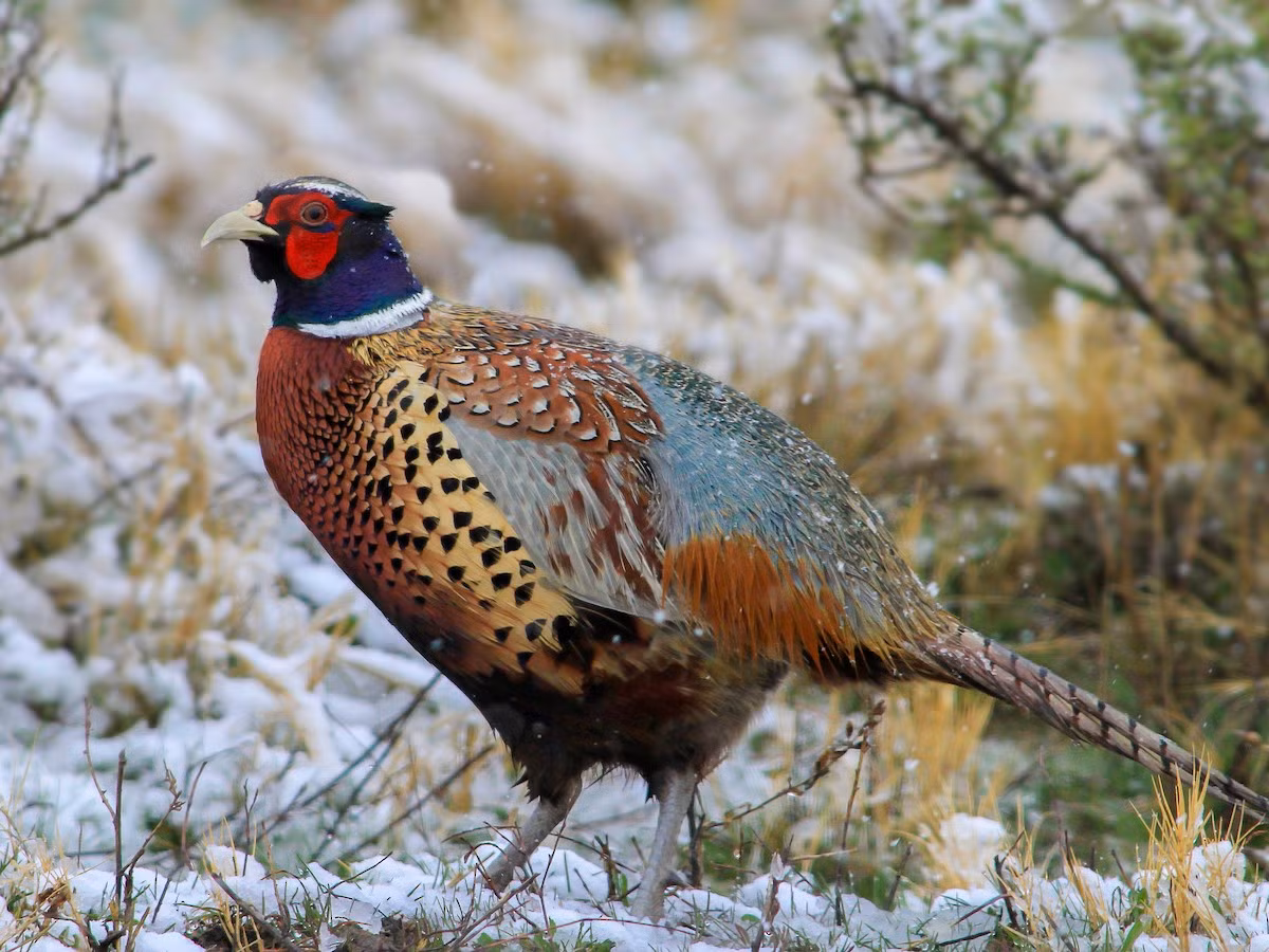 Trĩ đỏ (Phasianus colchicus) dài 53-89 cm, phân bố rộng ở châu Á. Loài này đã được du nhập vào Âu - Mỹ và trở thành vật nuôi phổ biến trong các trang trại. Chúng là biểu tượng của bang Nam Dakota, Mỹ.