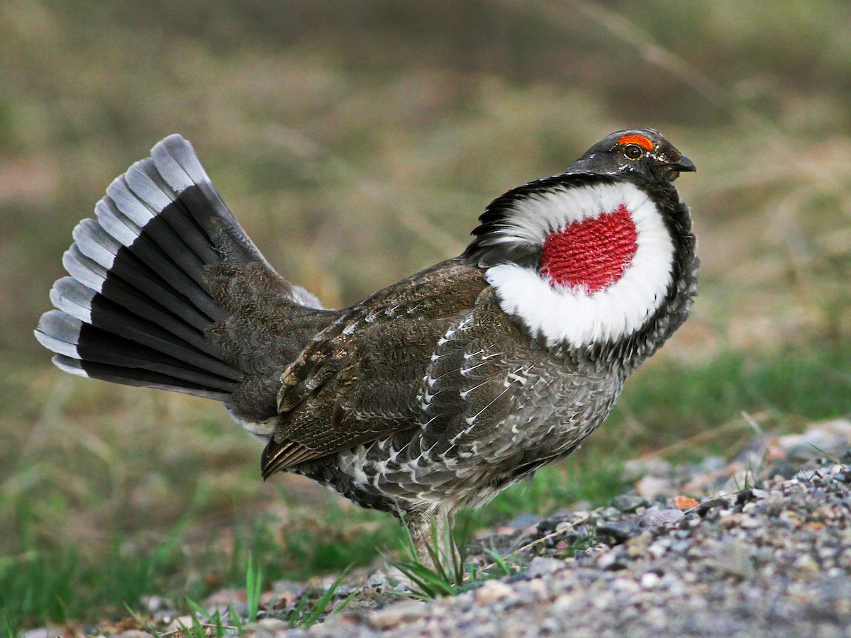 Gà thông túi cổ tía (Dendragapus obscurus) dài 40-50 cm, dài 40-50 cm, cư trú ở các rừng thông ven biến Thái Bình Dương của Bắc Mỹ. Túi cổ của con trống loài này có thể phồng lên để quyến rũ con mái.