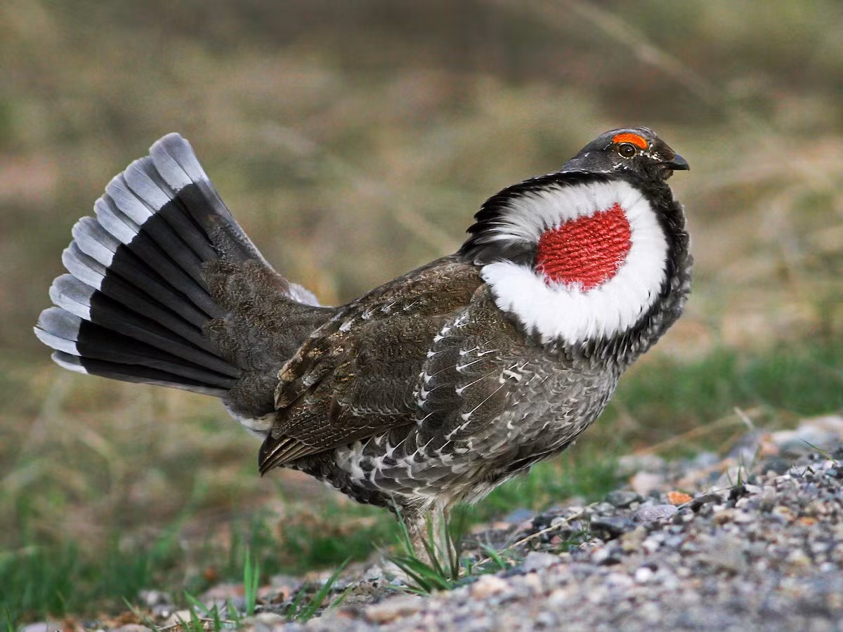 Gà thông túi cổ tía (Dendragapus obscurus) dài 40-50 cm, dài 40-50 cm, cư trú ở các rừng thông ven biến Thái Bình Dương của Bắc Mỹ. Túi cổ của con trống loài này có thể phồng lên để quyến rũ con mái.