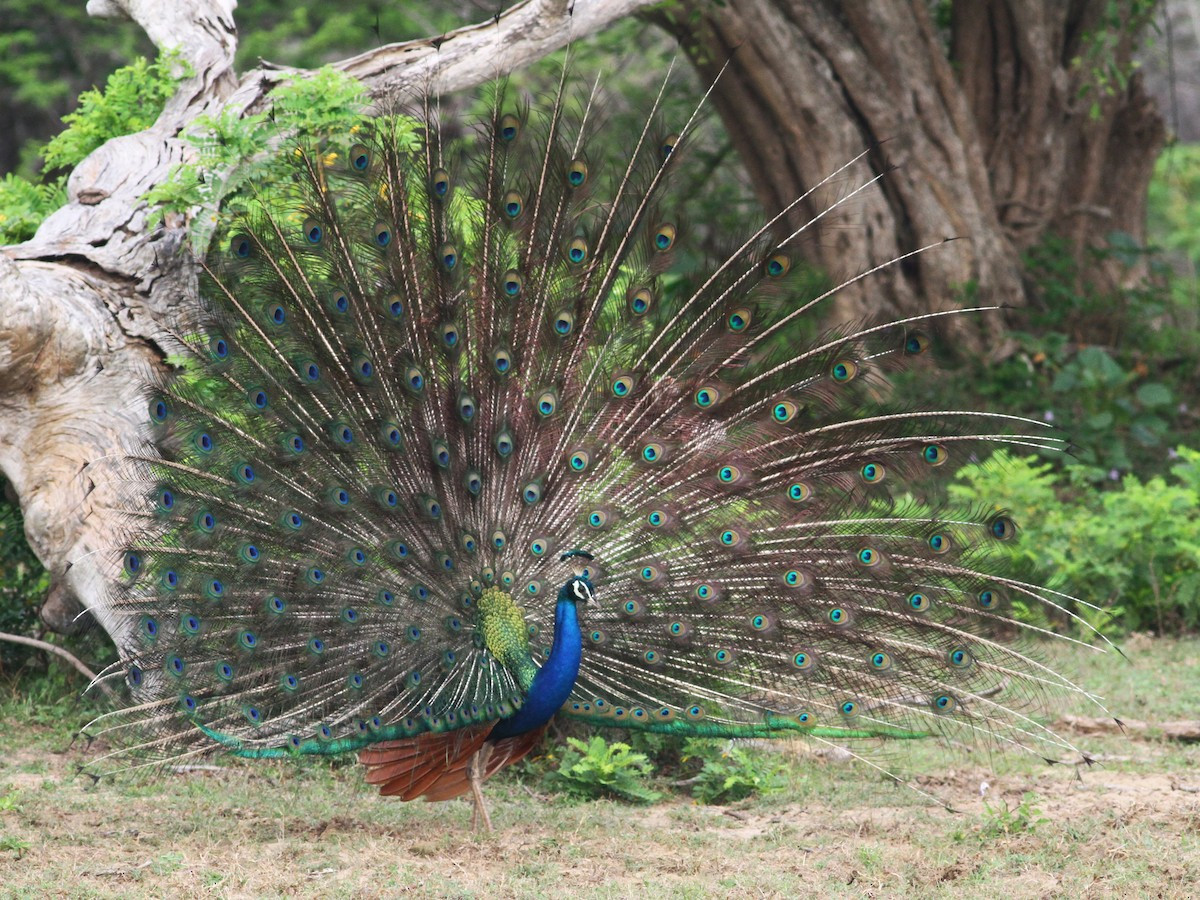 Công Ấn Độ (Pavo cristatus) dài 0,8-2,2 mét, phân bố chủ yếu ở Ấn Độ và Sri Lanka. Các con trống của loài này ve vãn con mái bằng cách dựng đám lông dài ở đuôi lên.
