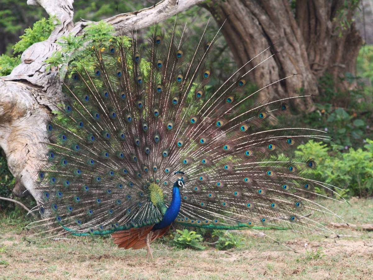 Công Ấn Độ (Pavo cristatus) dài 0,8-2,2 mét, phân bố chủ yếu ở Ấn Độ và Sri Lanka. Các con trống của loài này ve vãn con mái bằng cách dựng đám lông dài ở đuôi lên.