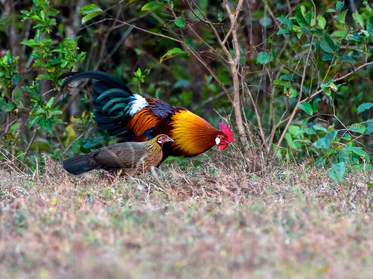 Gà rừng (Gallus gallus) dài 41-78 cm, phân bố ở Nam và Đông Nam Á. Con trống ở loài gà này có mào và yếm thịt đặc trưng, giao phối với nhiều con mái. Chúng là tổ tiên của các giống gà nhà trên thế giới.