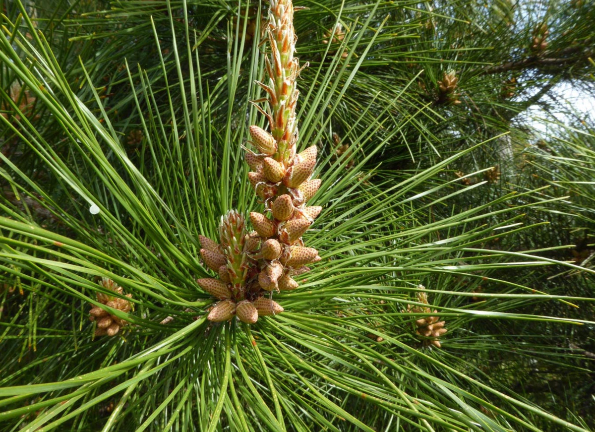 Thông hai lá quả nhỏ (Pinus tabuliformis) cao 25 mét, là cây bản địa của khu vực bắc Trung Quốc và bán đảo Triều Tiên. Gỗ của chúng được dùng làm vật liệu xây dựng, nhựa làm hương liệu và lá có thể chế thành trà.