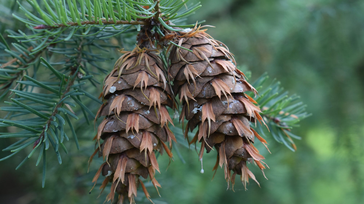 Linh sam Douglas duyên hải (Pseudotsuga menziesii) cao 60 mét, phân bố ở vùng ven biển Tây Bắc Mỹ. Nón cái của chúng có những lá bắc đặc trưng, do vảy nón biến dạng tạo thành. Đây là một trong những loài cây lá kim cao nhất.