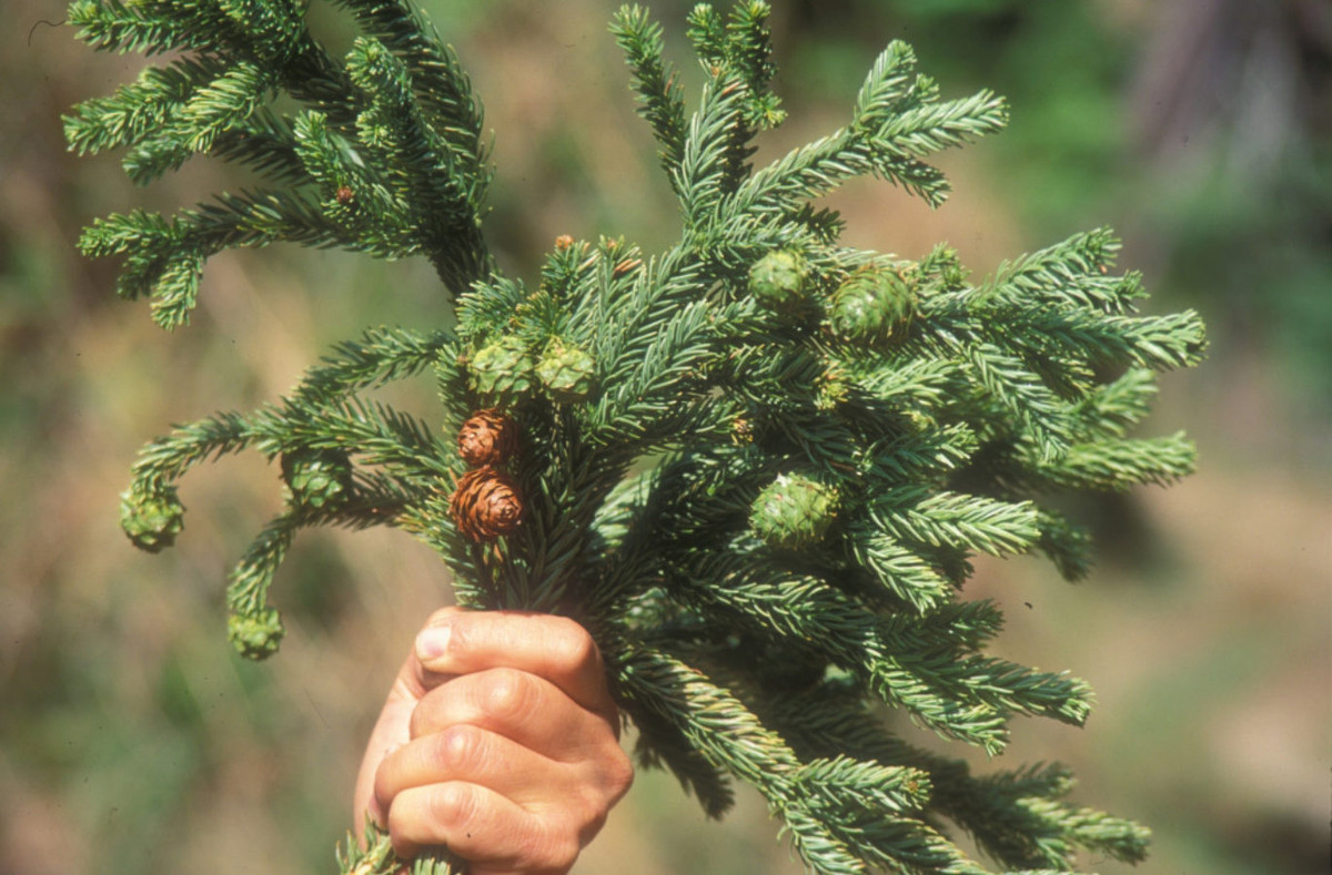 Bách tán Đài Loan (Taiwania cryptomerioides) cao 60 mét, là cây bản địa của khu vực Đông Á. Là một trong những loài cây lá kim lớn nhất châu Á, chúng có thể đạt đường kính thân 3 mét.