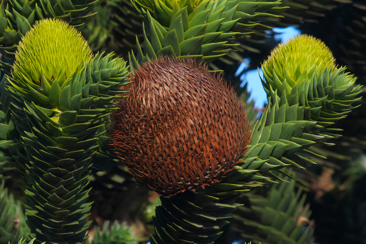 Bách tán Chile (Araucaria araucana) cao 50 mét, có nguồn gốc từ vùng núi cao Chile. Lá loài cây này có đầu nhọn, mọc theo hình xoắn ốc. Cây trưởng thành có tán xòe rộng như chiếc ô.