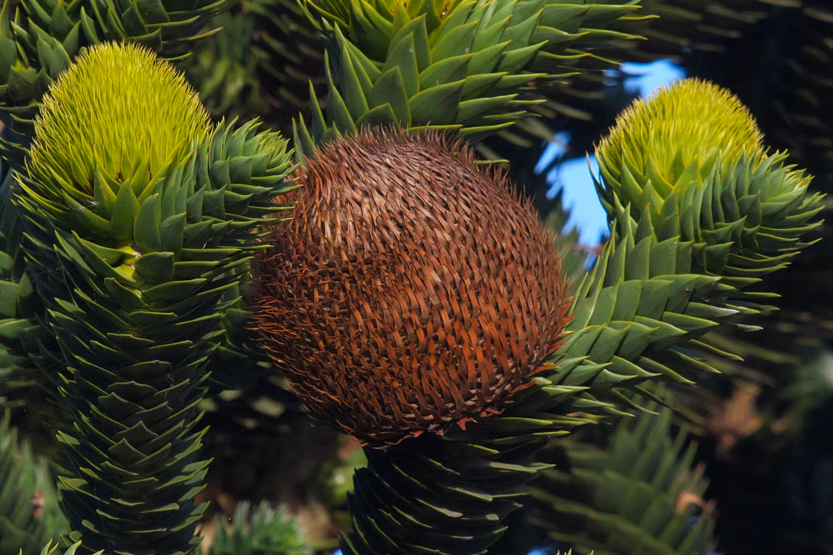 Bách tán Chile (Araucaria araucana) cao 50 mét, có nguồn gốc từ vùng núi cao Chile. Lá loài cây này có đầu nhọn, mọc theo hình xoắn ốc. Cây trưởng thành có tán xòe rộng như chiếc ô.