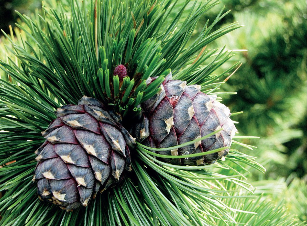 Thông Arolla (Pinus cembra) cao 20 mét, phân bố ở vùng núi cao châu Âu. Phát triển rất chậm, chúng có thể mất 30 năm để cao 1,3 mét và mất 50-80 năm để đạt độ chín sinh sản.