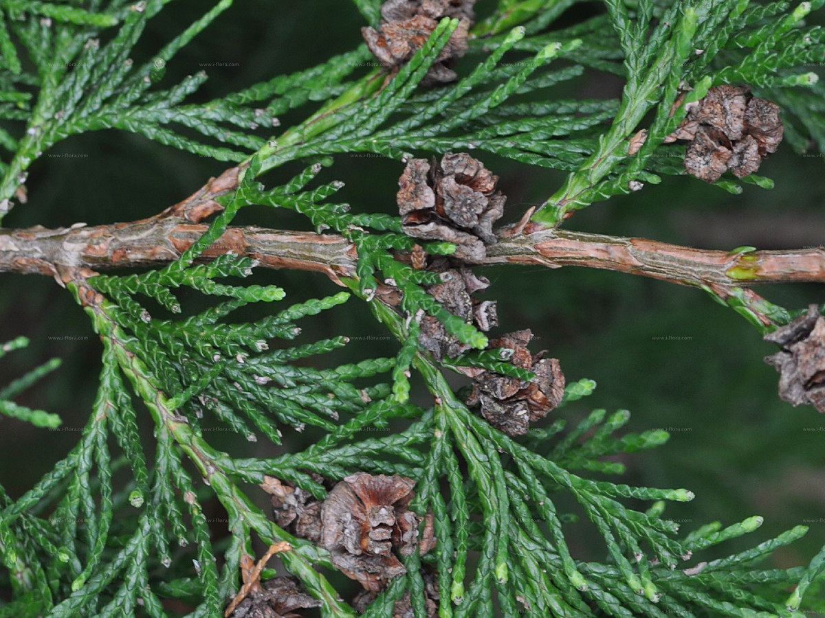 Cối bách Mỹ (Chamaecyparis lawsoniana) cao 50 mét, có nguồn gốc từ miền Tây của Bắc Mỹ. Như nhiều loài bách khác, chúng có lá dạng vảy nhỏ tỏa ra hình tia, nón kích thước nhỏ.