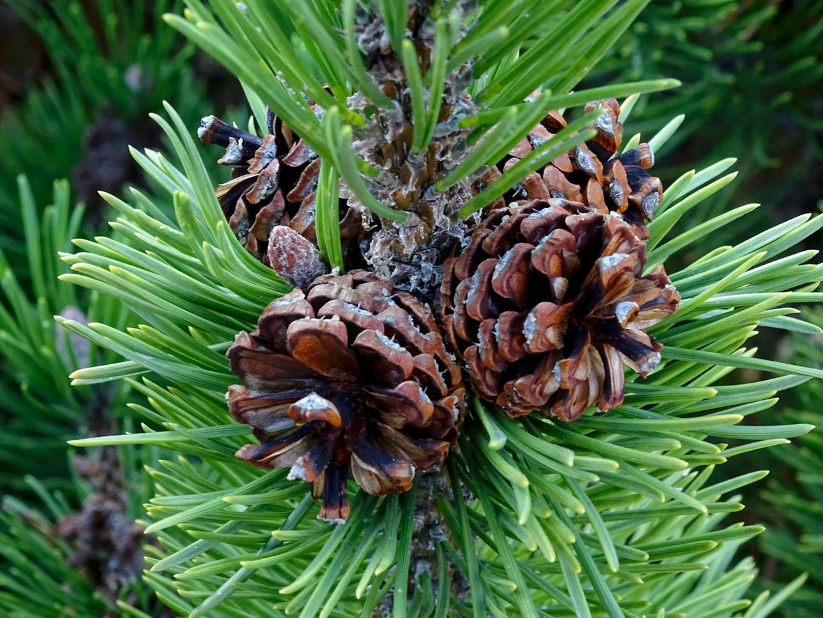 Thông duyên hải (Pinus pinaster) cao 35 mét, là loài thực vật bản địa ở miền Tây Địa Trung Hải. Chúng sinh trưởng nhanh, có các lá kim mọc thành từng cặp.