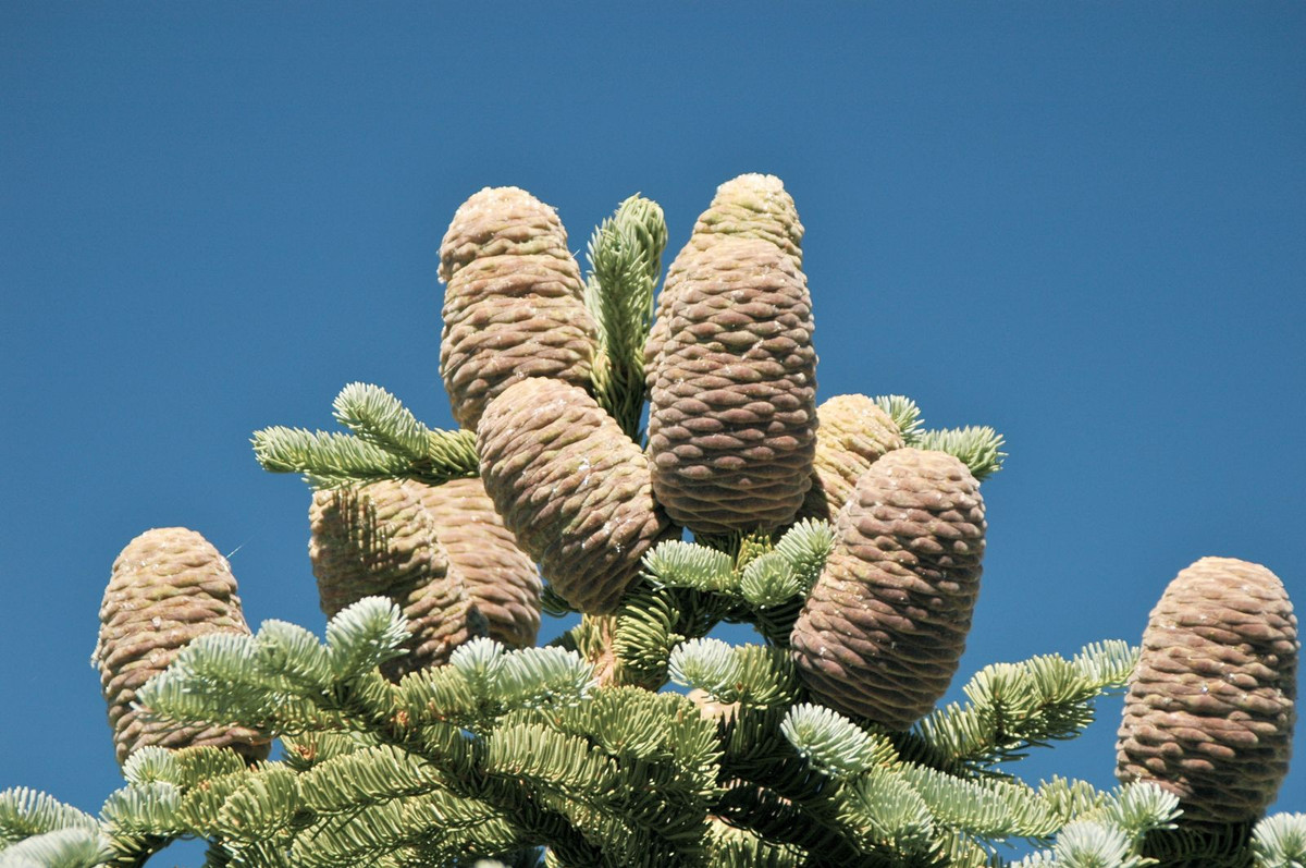 Lãnh sam đỏ (Abies magnifica) cao 40 mét, phân bố ở phía Tây Bắc Mỹ. Chịu hạn tốt, chúng mọc được trên các sườn núi khô mà ít loài cây gỗ nào khác sống nổi.