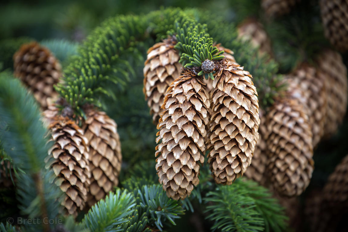 Vân sam Sitka (Picea sitchensis) cao 50 mét, có nguồn gốc từ vành đai ven biển miền Tây Bắc Mỹ. Sinh trưởng mạnh trong điều kiện lạnh và ẩm, chúng thường được trồng như một loại cây lâm nghiệp.