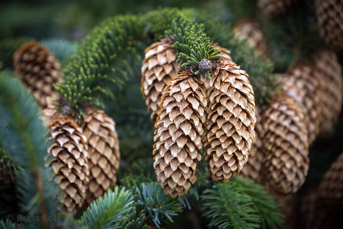 Vân sam Sitka (Picea sitchensis) cao 50 mét, có nguồn gốc từ vành đai ven biển miền Tây Bắc Mỹ. Sinh trưởng mạnh trong điều kiện lạnh và ẩm, chúng thường được trồng như một loại cây lâm nghiệp.