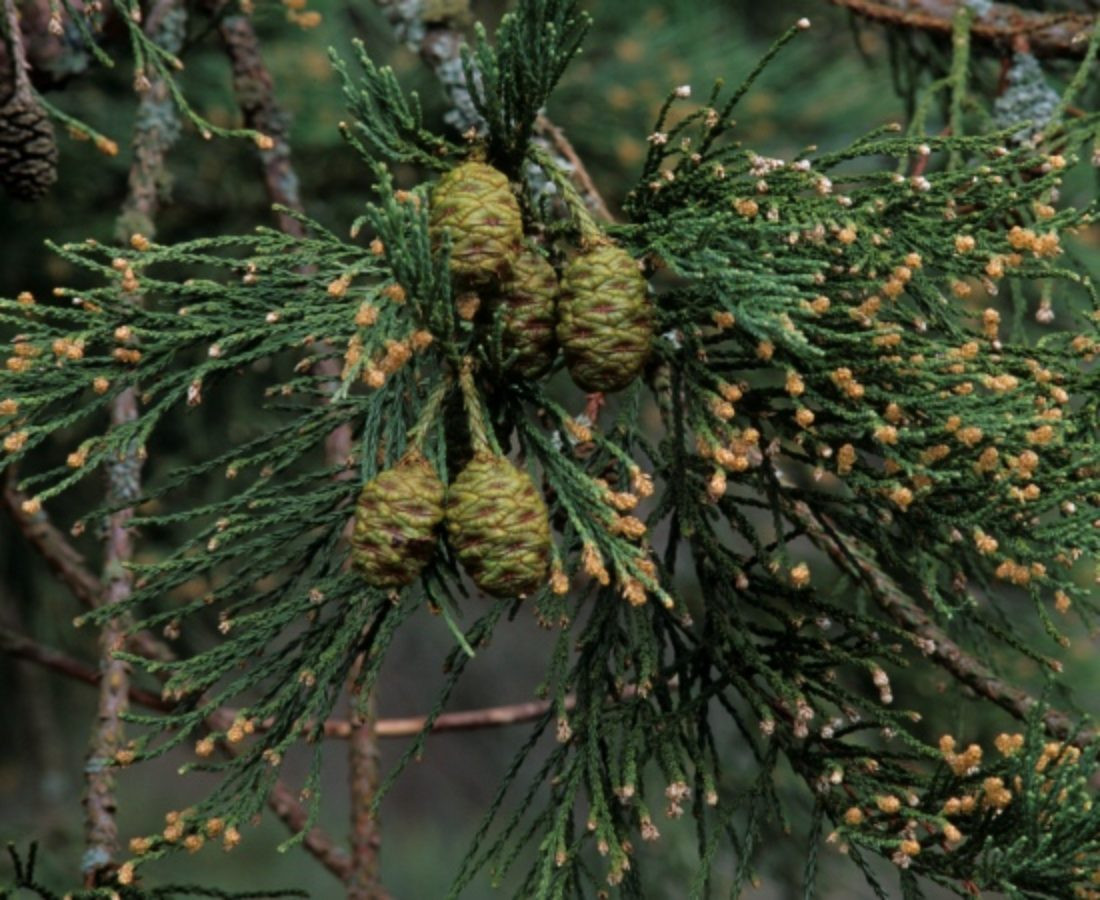 Cự sam (Sequoiadendron giganteum) cao 100 mét, sinh trưởng ở California. Là loài cây có khối lượng lớn nhất thế giới, một số cây cự sam còn sống nặng hơn 5.000 tấn, có lớp vỏ chịu lửa dày tới 60 cm.