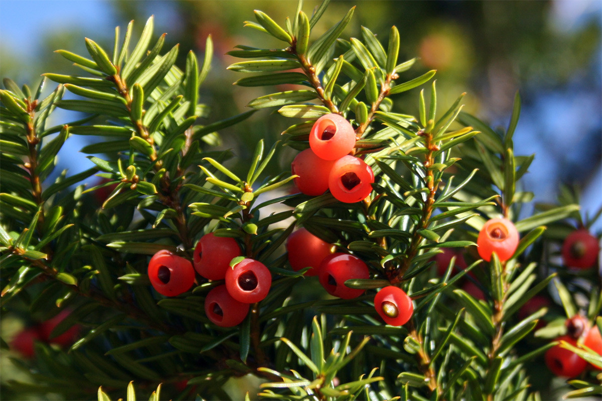 Thông đỏ châu Âu (Taxus baccata) cao 20 mét, phổ biến ở châu Âu và Tây Nam Á. Vảy nón của loài cây cảnh phổ biến này biến dạng thành các áo hạt mọng thịt chứa hạt bên trong. Nhiều bộ phận của chúng chứa độc tố.