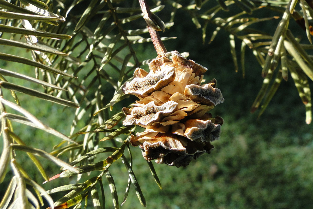 Thủy sam (Metasequoia glyptostroboides) cao 40 mét, là cây lá rụng bản địa ở miền Trung Trung Quốc. Cực hiếm gặp trong tự nhiên, đến thập niên 1940 người ta vẫn nghĩ chúng đã tuyệt chủng từ lâu, vì trước đó chỉ biết đến qua hóa thạch.