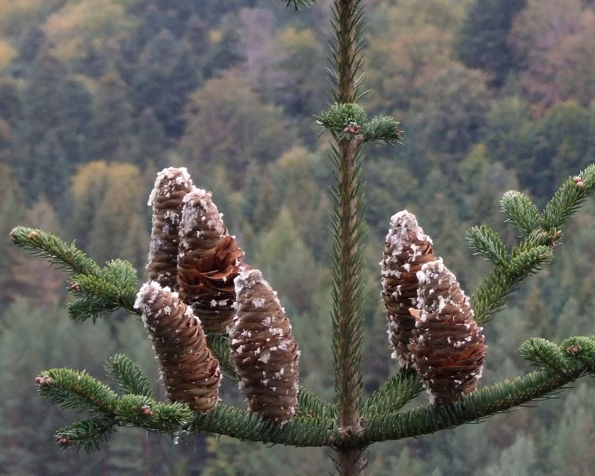 Lãnh sam bạc (Abies alba) cao 40 mét, là cây bản địa ở các vùng núi châu Âu. Ở Bắc Mỹ, chúng được trồng ở nhiều đồn điền để phục vụ thị trường cây thông Giáng sinh.