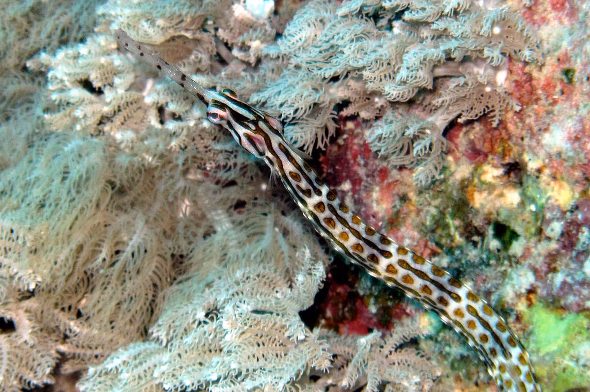 Cá chìa vôi Schultz (Corythoichthys schultzi) dài 16 cm, khá phổ biến ở khu vực Ấn Độ Dương - Thái Bình Dương. Khi ẩn mình ở rạn san hô, màu sắc cơ thể loài cá này làm rối mắt kẻ thù tiềm tàng cũng như con mồi.