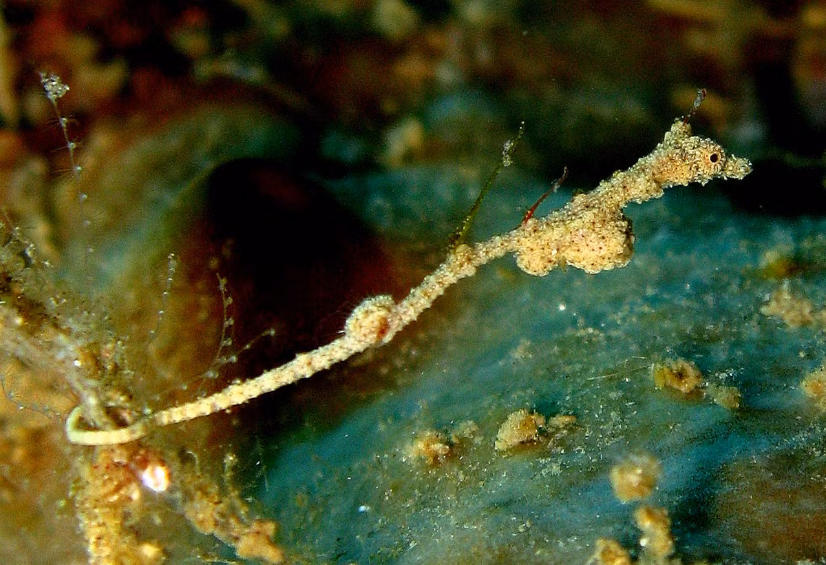 Cá hải long Lembeh (Kyonemichthys rumengani) dài 2,6 cm, có nguồn gốc từ vùng biển Thái Bình Dương xung quanh Indonesia. Chúng có hình dáng ngụy trang giống mảnh vụn thực vật trôi nổi dưới đáy biển.