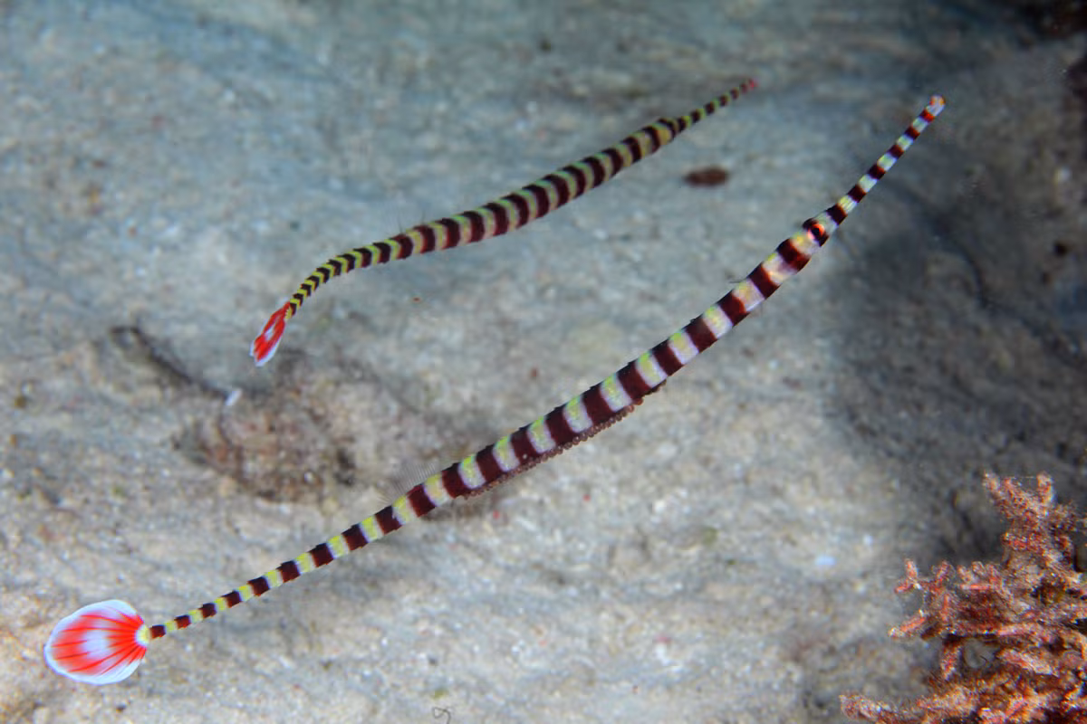 Cá chìa vôi khoang vằn (Doryrhamphus dactyliophorus) dài 18 cm, ohổ biến trên khắp các vùng biển nhiệt đới của Ấn Độ Dương Dườn - Thái Bình Dương. Lởn vởn trong san hô và các tảng đá ở rạn san hô, chúng có cơ thể thuôn dài điển hình của các loài cá chìa vôi.