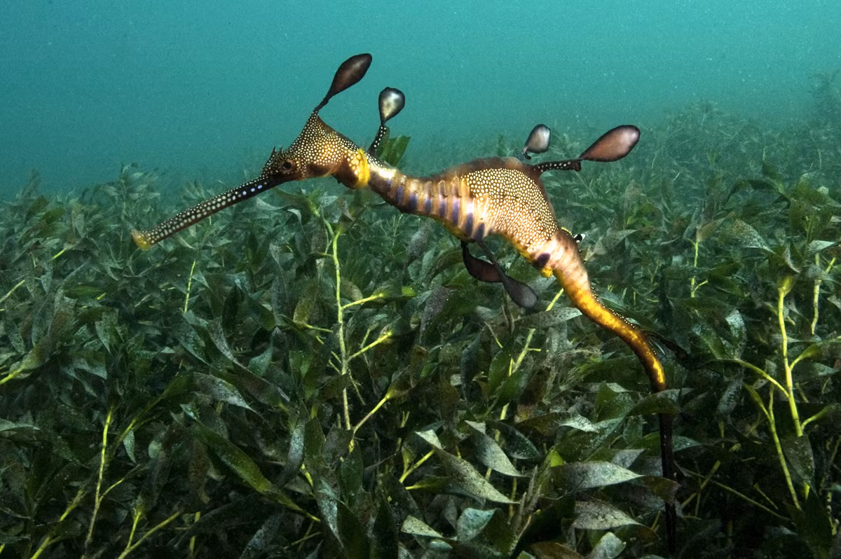 Cá hải long cỏ (Phyllopteryx taeniolatus) dài 46 cm, thường gặp ở bờ biển phía Nam của Australia. Loài cá có hình thù kỳ dị này ẩn mình giữa đám rong biển trên các rạn đá, ngụy trang bằng các bộ phận giống như lá trên cơ thể.