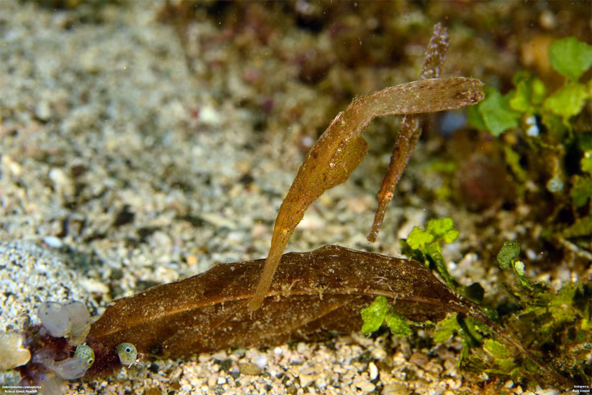 Cá dao cạo mập (Solenostomus cyanopterus) dài 16 cm, phấn bố ở Biển Đỏ và vùng nhiệt đới Ấn Độ Dương - Thái Bình Dương. Có hình dạng giống những mảnh rong tảo, loài cá này vật vờ giữa đám rong biển và cỏ biển khi tìm mồi là động vật không xương sống nhỏ.