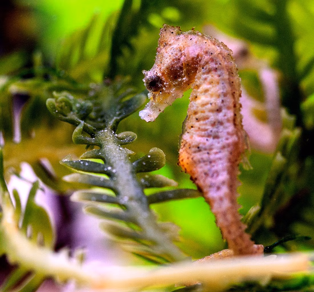 Cá ngựa lùn (Hippocampus zosterae) dài 4 cm, được ghi nhận tại miển Tây Đại Tây Dương và vùng Carribbean. Đây là loài cá di chuyển chậm nhất thế giới với tốc độ cao nhất khoảng 152 cm/h.
