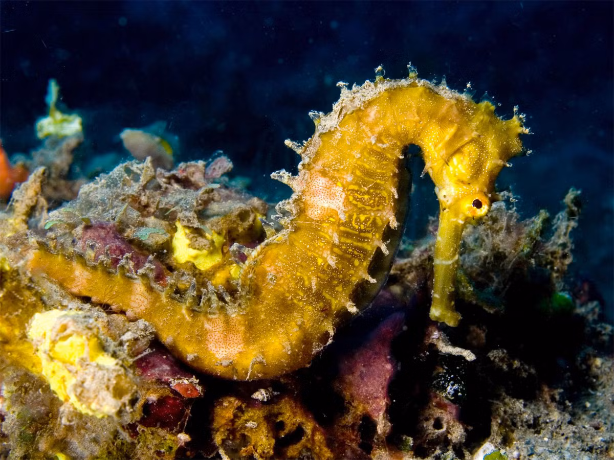 Cá ngựa gai (Hippocampus histrix) dài 15-17 cm, là loài cá ngựa bản địa Ấn Độ Dương - Thái Bình Dương. Thân loài cá ngựa này có những hàng gai kéo dài liên tục.