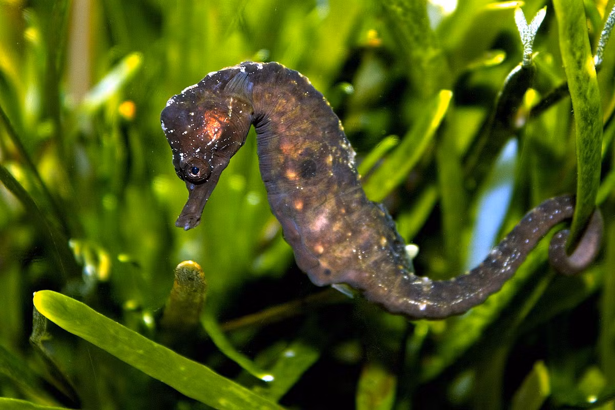 Cá ngựa Knysna (Hippocampus capensis) dài 12 cm, là loài cá ngựa đặc hữu của vịnh Plettenberg và một số sông ngòi, đầm phá ở Nam Phi. Loài cá ngựa sống trong nước lợ, có khả năng thay đổi màu sắc tùy theo môi trường này đang đối mặt với nguy cơ tuyệt chủng cao.