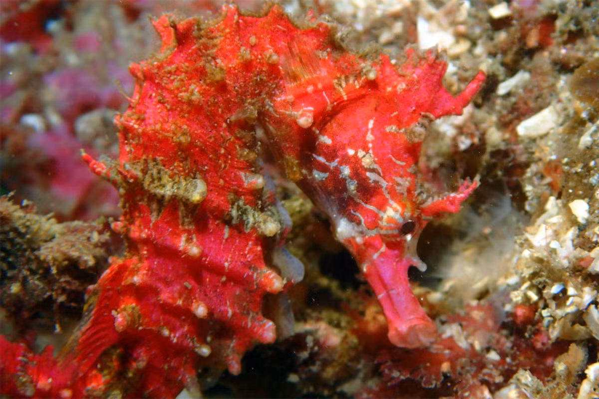 Cá ngựa Shiho (Hippocampus sindonis) dài 8 cm, là loài đặc hữu vùng ven bờ Thái Bình Dương ở miền Nam đảo Honsu của Nhật Bản. Chúng còn được gọi là cá ngựa sơn (painted seahorse) do màu sắc sặc sỡ như được sơn phết.