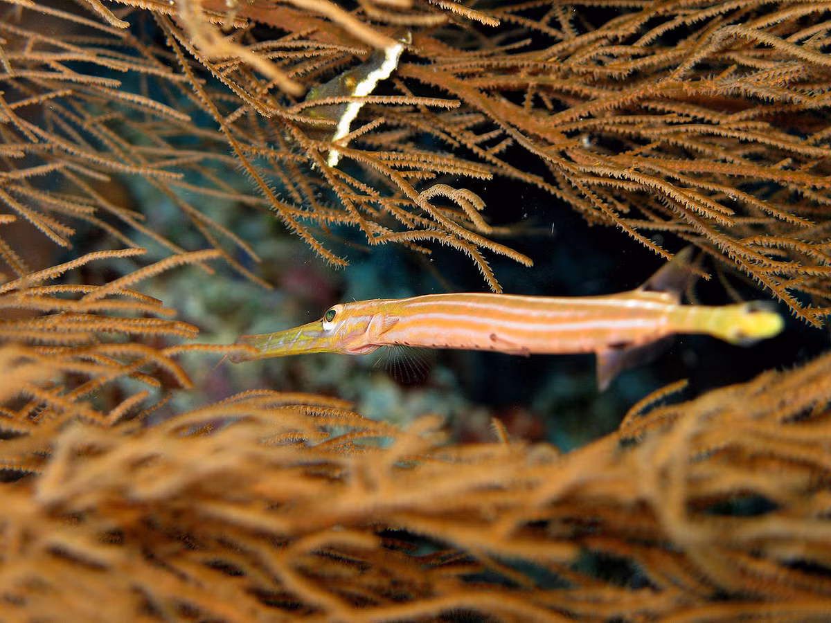 Cá kèn Trung Hoa (Aulostomus chinensis) dài 80 cm, được tìm thấy ở các vùng biển nhiệt đới và cận nhiệt đới Ấn Độ Dương - Thái Bình Dương. Chúng theo đuôi cá lịch - loài săn mồi hung dữ ở rạn san hô - để chộp những con cá nhỏ mà cá lịch xua đi.