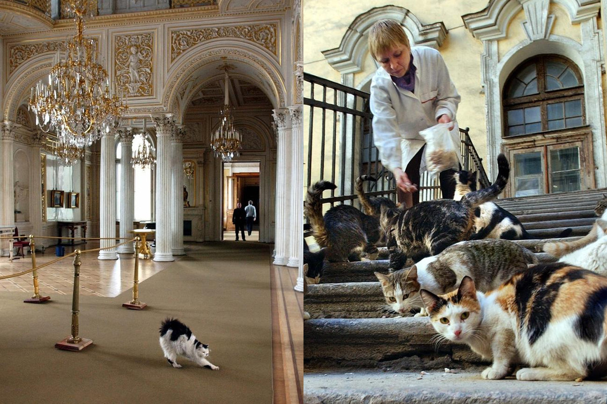Một điều thú vị khi tham quan Bảo tàng Hermitage là du khách có thế bắt gặp những chú mèo ở mọi nơi. Đây là những "nhân viên" đặc biệt - với số lượng lên tới khoảng 50 - giúp bảo vệ các hiện vật và trang thiết bị của bảo tàng khổng lồ không bị chuột phá phách. Ảnh: Daily Telegraph.
