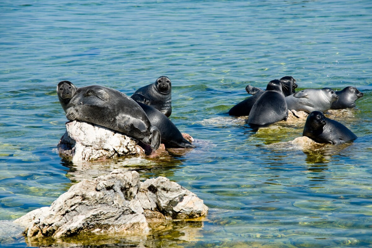 Loài vật nổi tiếng nhất và được tìm thấy trong khắp vùng hồ là loài hải cẩu Baikal (Pusa sibirica). Đây là một trong ba quần thể hải cẩu sống hoàn toàn trong khu vực nước ngọt trên thế giới. Ảnh: New Atlas.