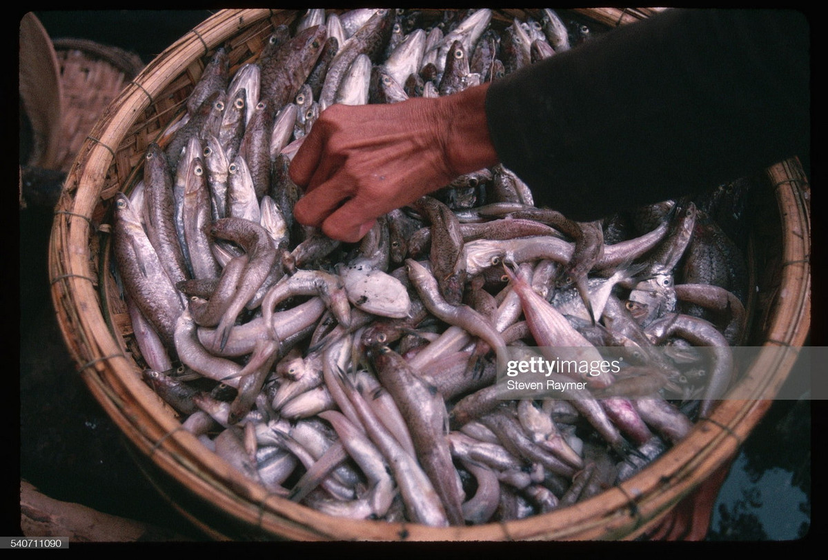 Một cái thúng đựng đầy cá tươi mới đánh bắt ở chợ cá Thuận Phước, Đà Nẵng năm 1993.