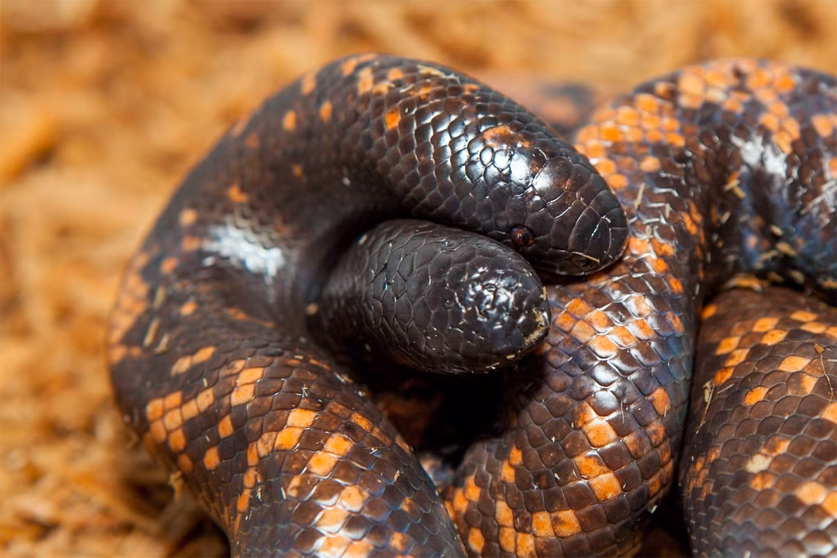 Trăn đất Calabar (Calabaria reinhardtii) dài 1,1 mét, là loài bản địa Tây Phi. Chúng có đầu giống đuôi nhằm mục đích tự vệ (kẻ săn mồi sẽ nhắm vào đuôi vì tưởng là đầu), thường săn thú nhỏ trong hang. Đây là loài duy nhất đẻ trứng trong họ Trăn đẻ con.