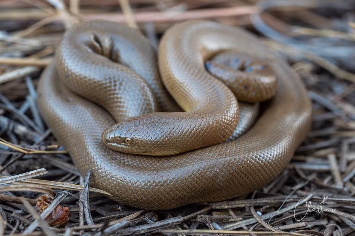 Trăn cao su (Charina bottae) dài 80 cm, phân bố ở miền Tây Bắc Mỹ, kéo dài đến British Columbia, Canada. Loài trăn nhỏ đào hang này thích điều kiện khí hậu lạnh và ẩm.