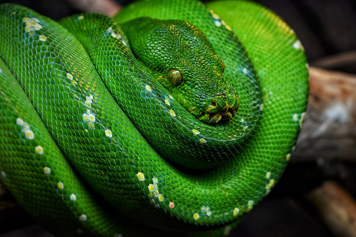 Trăn cây xanh (Morelia viridis) dài 1,5 mét, phân bố trong các khu rừng nhiệt đới ở Australia. Chúng thường quấn mình trên các cảnh cây, rình rập các loài thằn lằn và thú nhỏ.