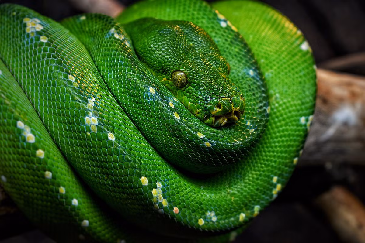 Trăn cây xanh (Morelia viridis) dài 1,5 mét, phân bố trong các khu rừng nhiệt đới ở Australia. Chúng thường quấn mình trên các cảnh cây, rình rập các loài thằn lằn và thú nhỏ.