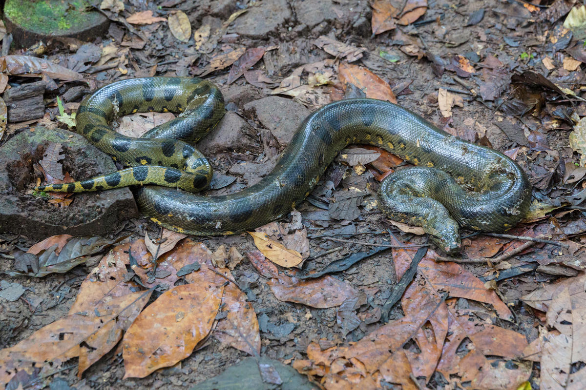 Trăn nước xanh (Eunectes murinus) dài 10 mét, phân bố ở Nam Mỹ. Nặng nhất trong các loài trăn rắn tồn tại trên thế giới, chúng ẩn nấp dưới nước và giết con mồi bằng cách quấn và siết chặt.