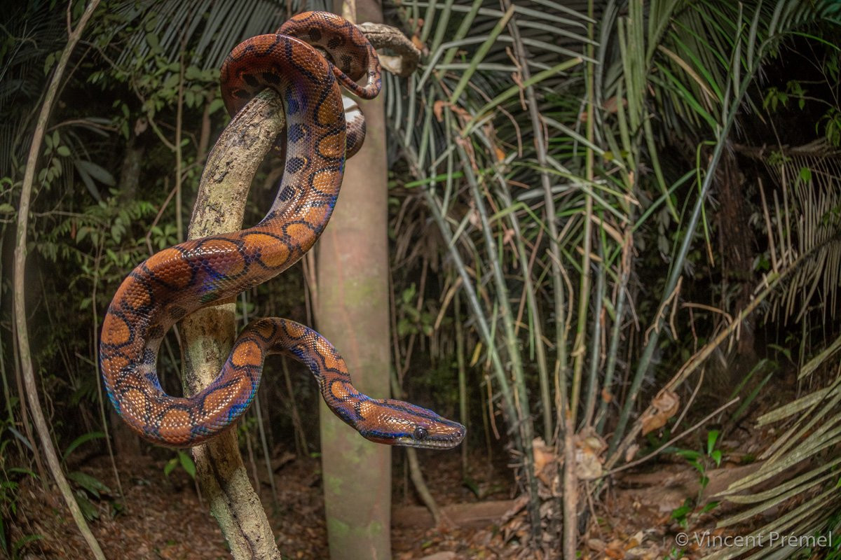 Trăn ngũ sắc (Epicrates cenchria) dài 2 mét, phân bố ở Nam Mỹ. Các sống vảy rất nhỏ của loài này khúc xạ ánh sáng tạo ra sắc màu óng ánh. Chúng săn thú trong rừng.