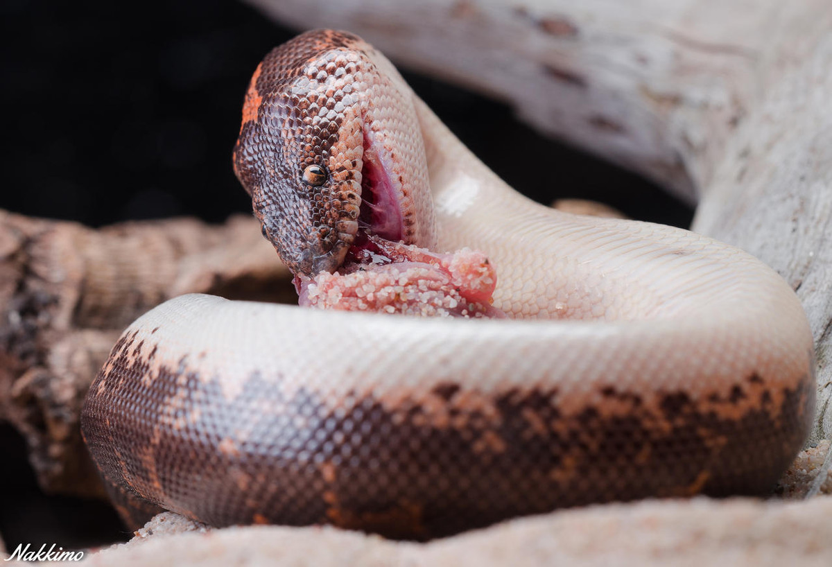Trăn cát Đông Phi (Gongylophis colubrinus) dài 90 cm, là loài bản địa ở Bắc và Đông Phi. Chúng có thân mập và đuôi ngắn, thường rình trong hang và thò đầu ra ngoài để tóm con mồi mất cảnh giác.
