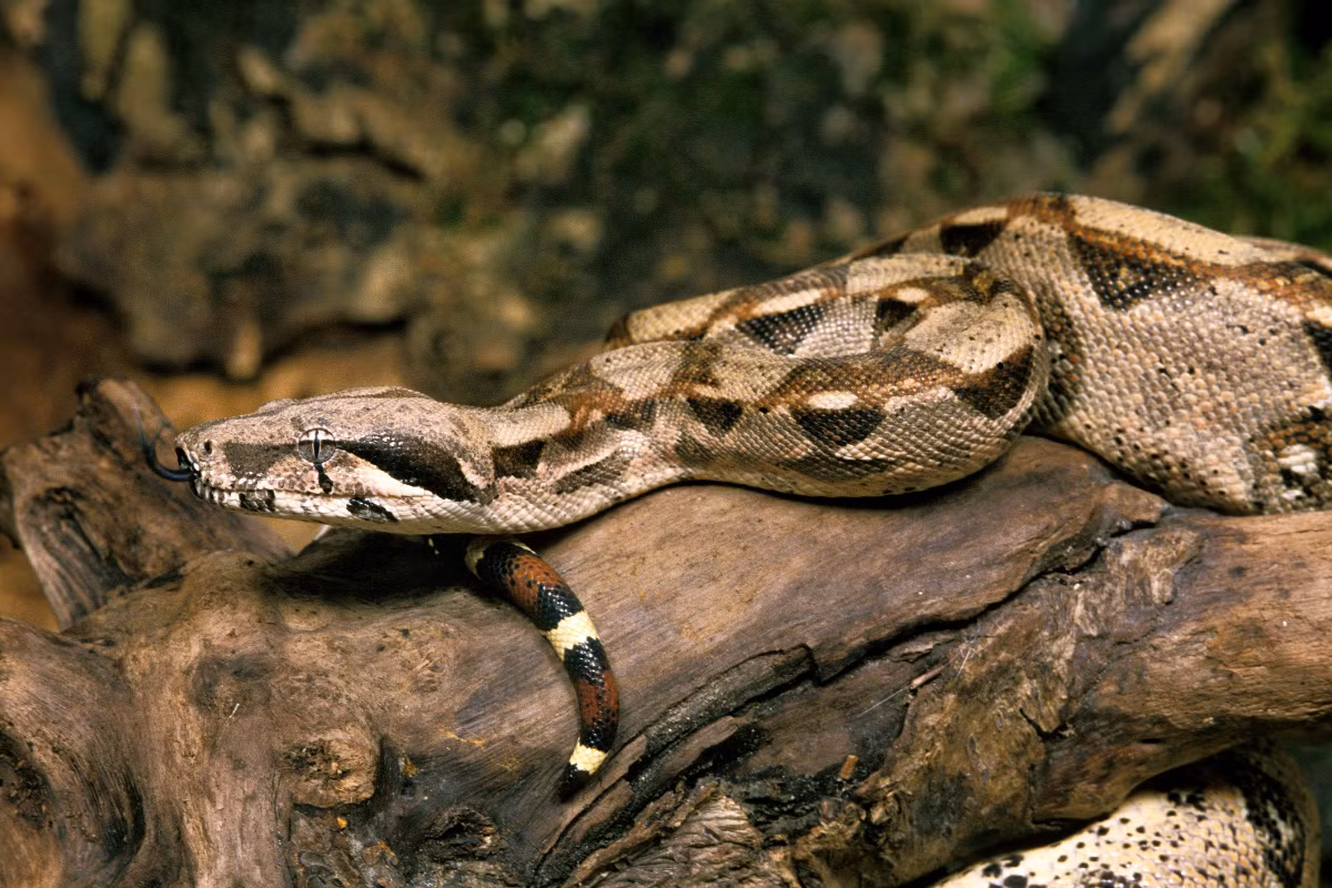 Trăn siết thường (Boa constrictor imperator) dài 2,5 mét, được ghi nhận tại nhiều nơi ở Trung Mỹ. Như các họ hàng gần, phân loài trăn siết tương đối nhỏ này săn các con thú vào ban đêm bằng cách siết chặt chúng.