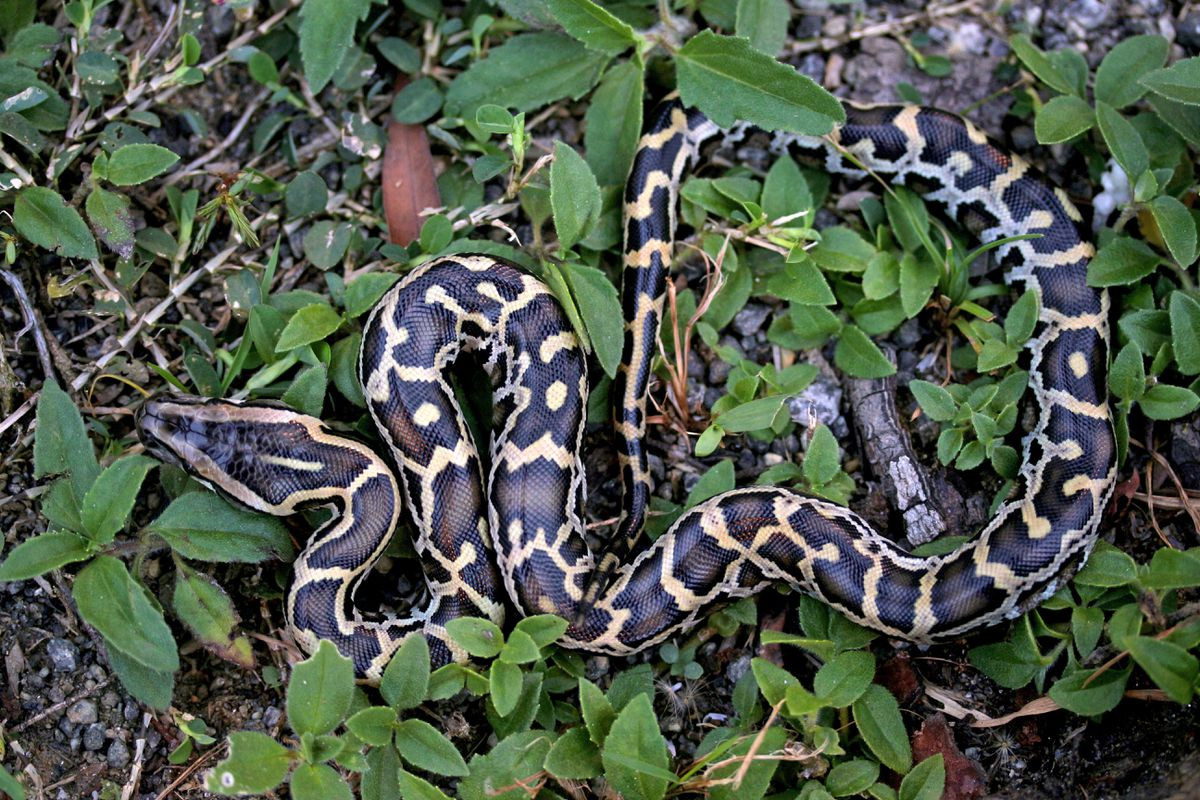 Trăn Miến Điện (Python bivittatus) dài 7 mét, xuất hiện khắp Nam và Đông Nam Á. Chúng từng được coi là một phần loài của trăn đất, cho đến khi được tách thành loài riêng từ năm 2009. Chúng đã xâm nhập vào các vùng đầm lầy ở Florida, Mỹ, trở thành loài xâm lấn nguy hiểm tại đây.