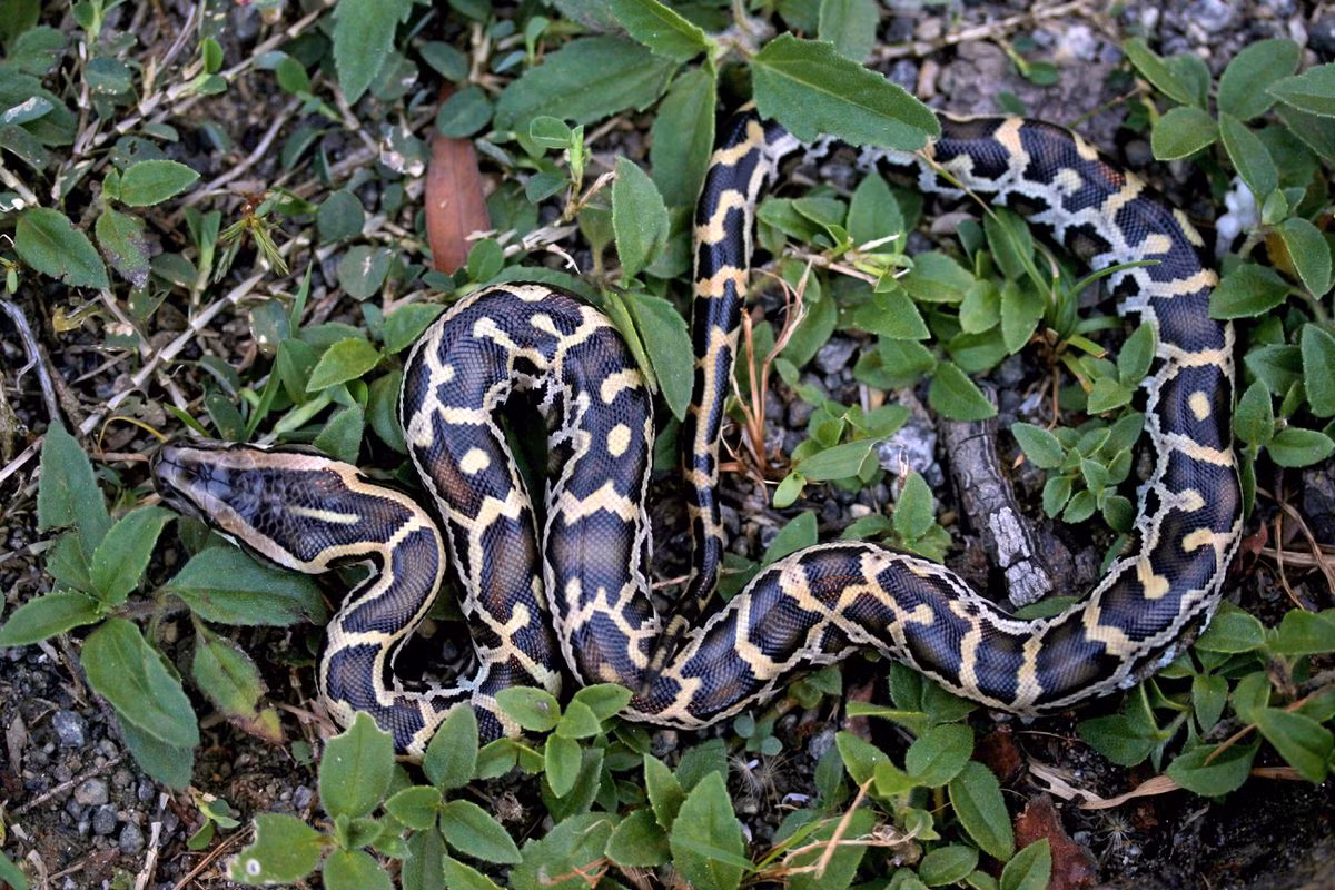 Trăn Miến Điện (Python bivittatus) dài 7 mét, xuất hiện khắp Nam và Đông Nam Á. Chúng từng được coi là một phần loài của trăn đất, cho đến khi được tách thành loài riêng từ năm 2009. Chúng đã xâm nhập vào các vùng đầm lầy ở Florida, Mỹ, trở thành loài xâm lấn nguy hiểm tại đây.
