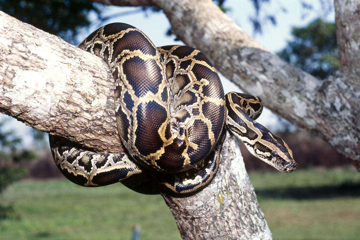 Trăn đất hay trăn Ấn Độ (Python molurus) dài 7 mét, phân bố ở Nam và Đông Nam Á. Hoạt động chủ yếu vào ban đêm, loài này có tập tính đuổi theo mồi và bắt mồi bằng động tác phóng đớp. Khi nuôi trăn đất làm cảnh, nhiều người đã bị chúng cắn theo cách này.