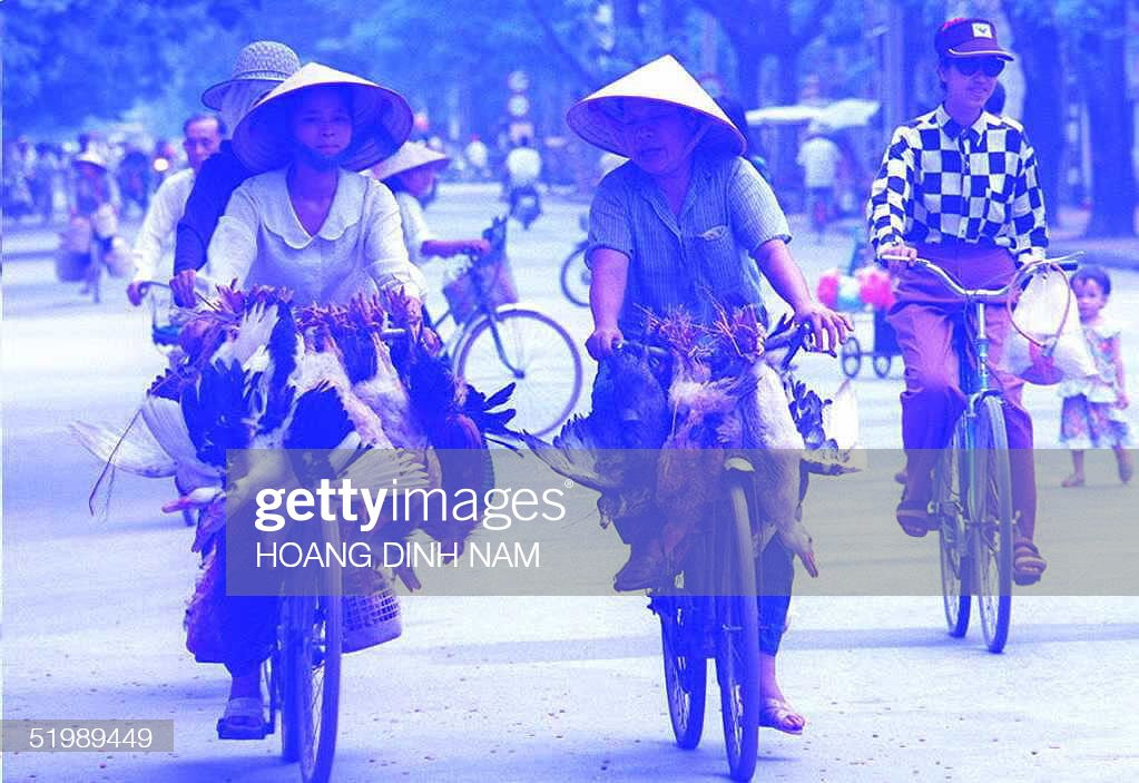 Hai người buôn bán gia cầm chở gà vịt bằng xe đạp trên đường phố Hà Nội, 23/7/1995.
